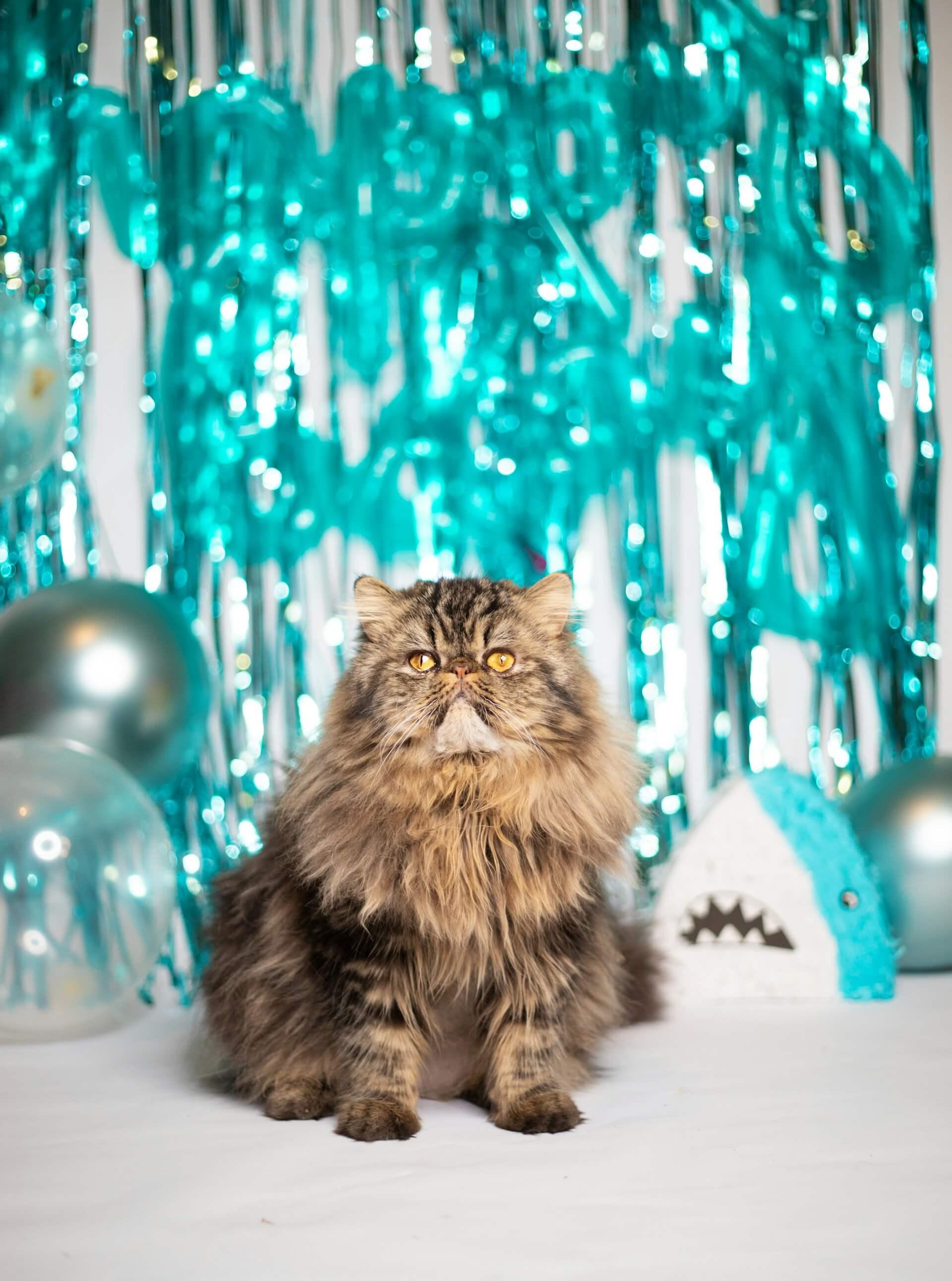 Cat with Birthday Balloon