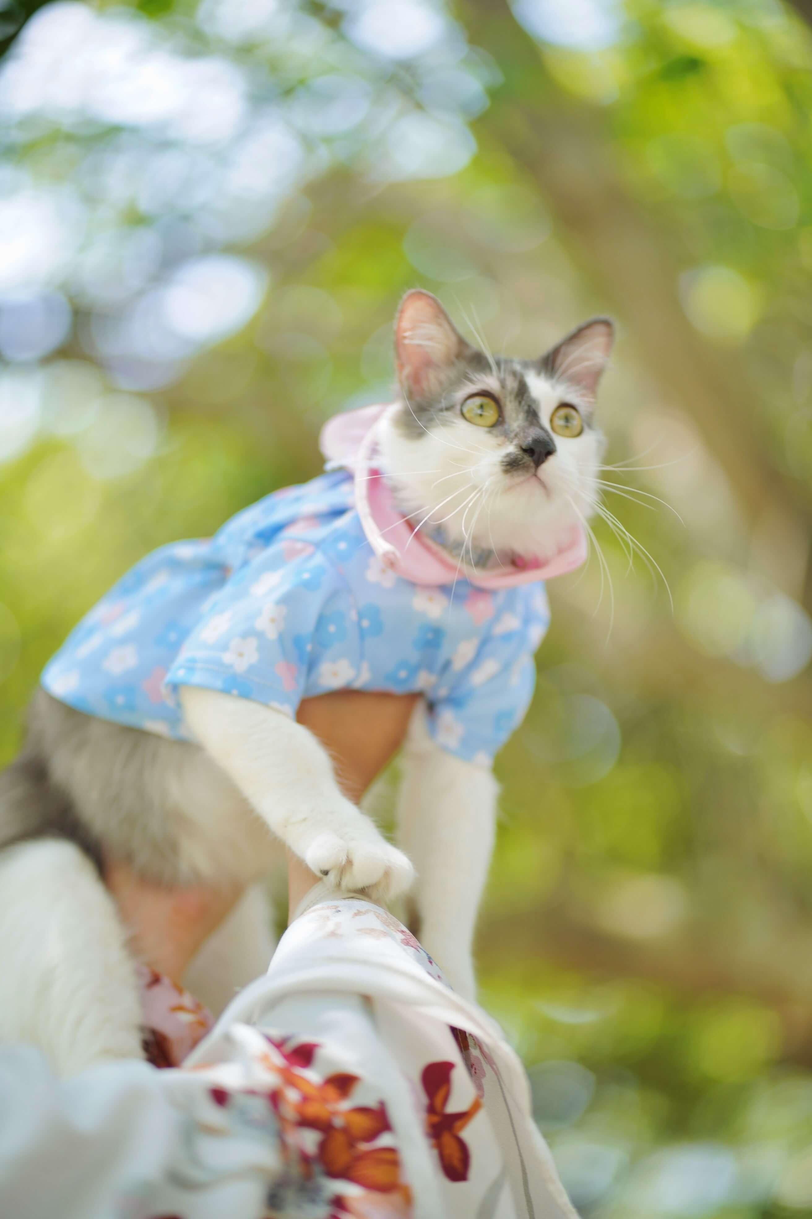 Cat with Hoodie